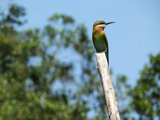 Tropical bird (bee eater) on a stick, Sri Lanka