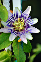 Passiflora caerulea