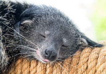 Sleeping binturong