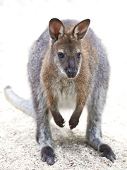Red-necked Wallaby (Macropus rufogriseus) © dennisjacobsen