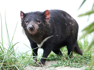 Tasmanian Devil (Sarcopilus Harrisii)