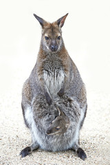 Red-necked Wallaby (Macropus rufogriseus)