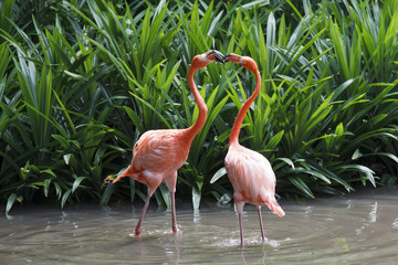 Two Flamingos fighting