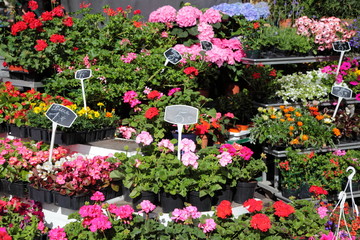 Fototapeta na wymiar Flowers for sale in a flower shop on a market