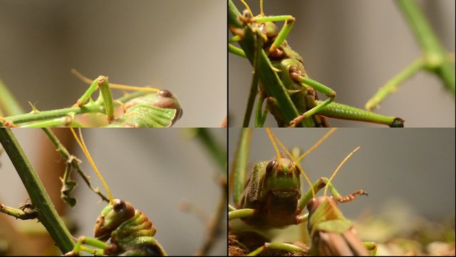Compilation - Wanderheuschrecken