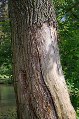 Kranker Baum, Baum ohne Rinde
