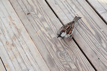 Sparrow on a wooden floor