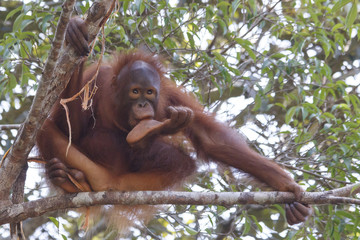 Orangutan