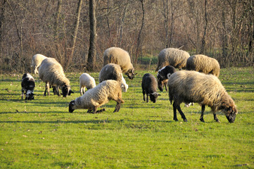 Sheep grazing on meadow