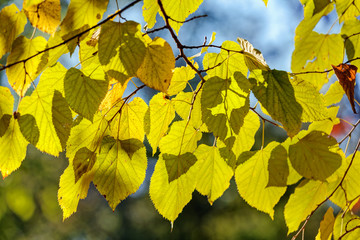 leaves in the park