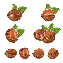 Walnut set. Vector