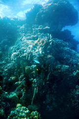 Group of coral fish  water.