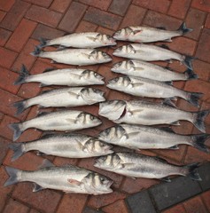 Obraz premium Fresh rod caught sea bass