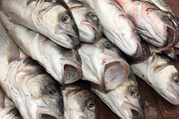 Obraz premium Fresh rod caught sea bass