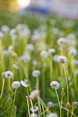 Одуванчики