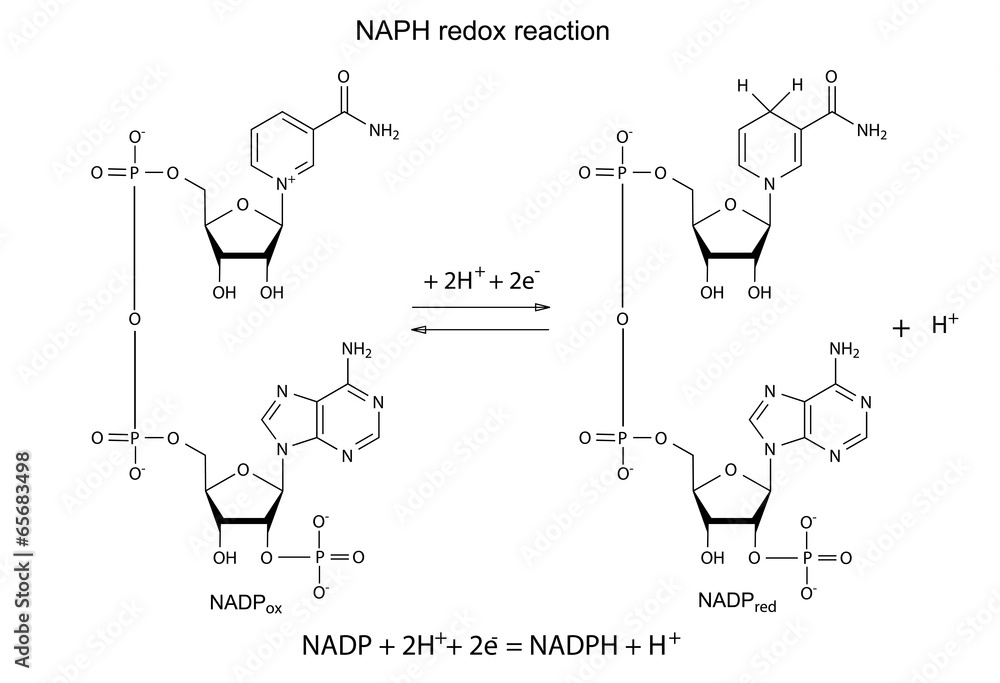 Sticker illustration of nadp redox reaction