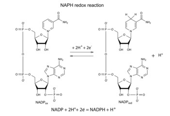 Illustration of NADP redox reaction
