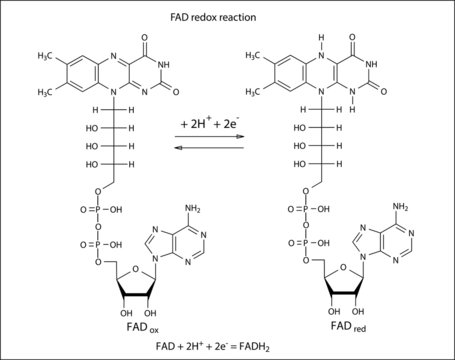 Illustration of FAD redox reaction