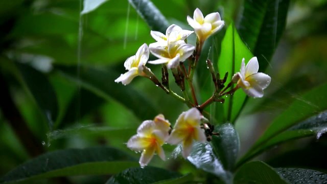 Frangipani flowers in the rain. Shift in focus from near to far