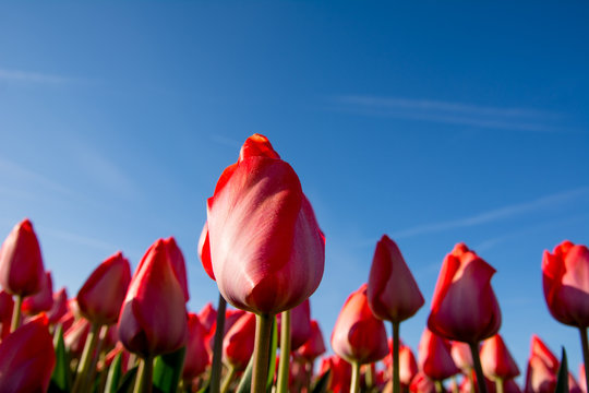 Fototapeta field of tulips with a blue sky