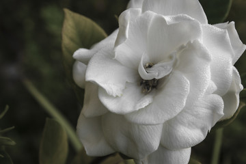 Big Gardenia