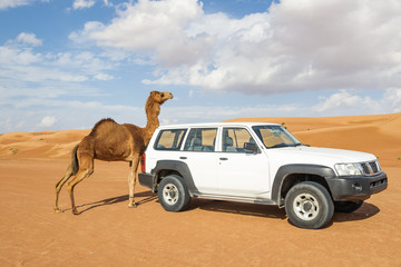 Camel rubs against a car