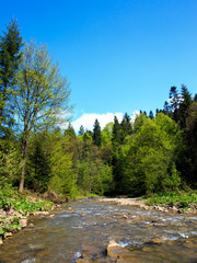 Rapid stream in a forest