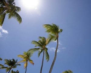 Fototapeta premium Direct Sunlight