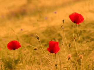 Obraz premium Poppy Flower