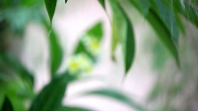 Frangipani flowers in the rain. Shift in focus from near to far
