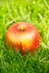 fresh apples laying on green grass