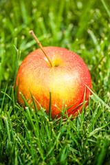 fresh apples laying on green grass