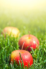 fresh apples laying on green grass