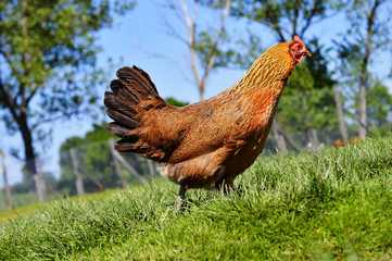 Chicken on traditional free range poultry farm
