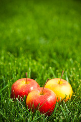 fresh apples laying on green grass