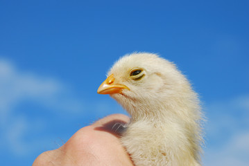chicken