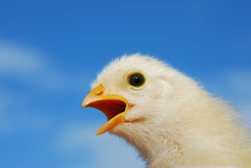 chicken
