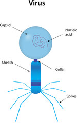 Virus Labeled Diagram