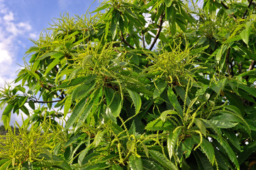 Obraz premium Chestnut catkins tree in flowering
