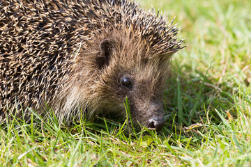 A cute hedgehog looking for food in my garden