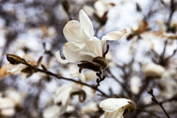 White flowers of the magnolia tree in early spring © rootstocks