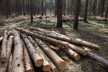 Pile of cut pine logs in the forest