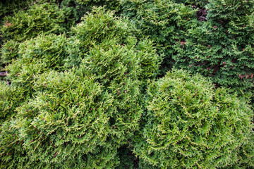 Evergreen juniper branches