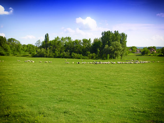Obraz premium Sheep