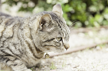 Cat resting on the street
