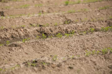 fresh made agricultural field texture