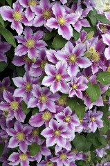 Naklejka premium Clematis-Blüten