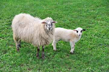 Sheep with lamb on meadow