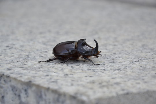 Scarabeo rinoceronte