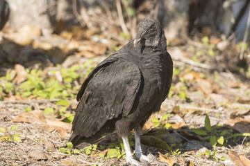 Black Vulture Profile